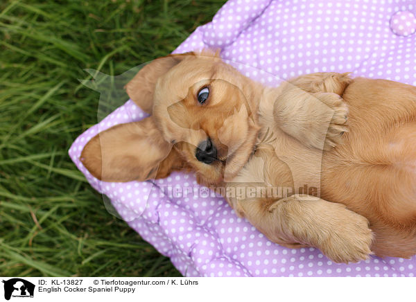 English Cocker Spaniel Welpe / English Cocker Spaniel Puppy / KL-13827