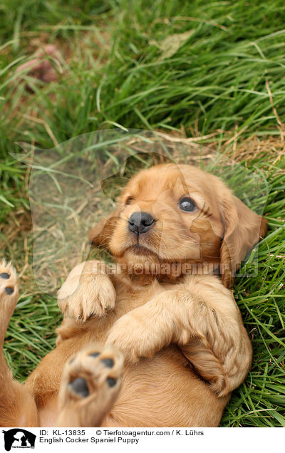 English Cocker Spaniel Welpe / English Cocker Spaniel Puppy / KL-13835