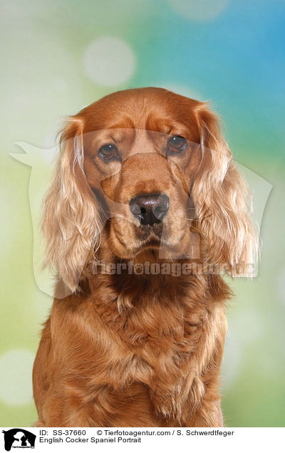 English Cocker Spaniel Portrait / SS-37660