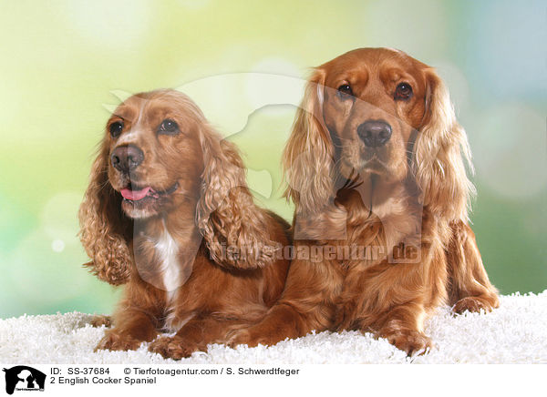 2 English Cocker Spaniel / 2 English Cocker Spaniel / SS-37684