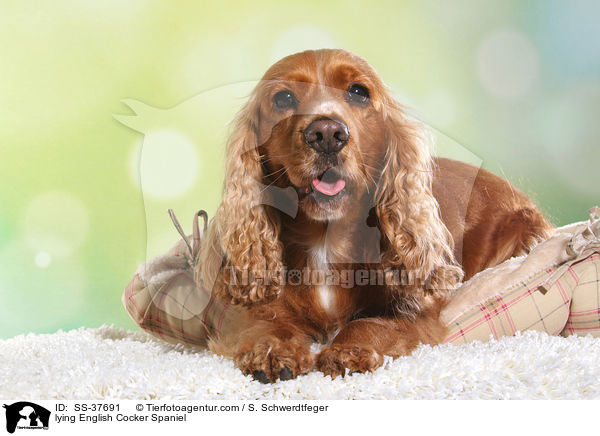 liegender English Cocker Spaniel / lying English Cocker Spaniel / SS-37691