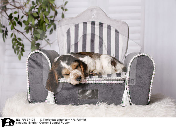schlafender English Cocker Spaniel Welpe / sleeping English Cocker Spaniel Puppy / RR-67137