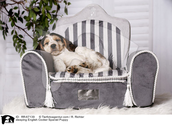 schlafender English Cocker Spaniel Welpe / sleeping English Cocker Spaniel Puppy / RR-67139