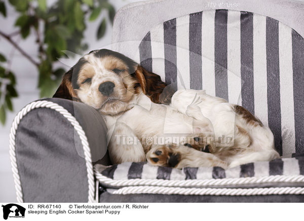 schlafender English Cocker Spaniel Welpe / sleeping English Cocker Spaniel Puppy / RR-67140