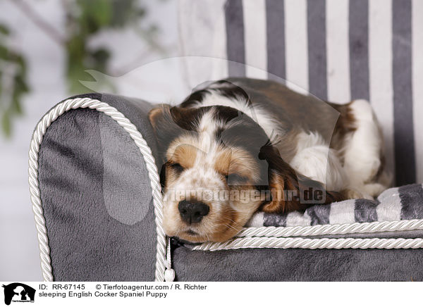 schlafender English Cocker Spaniel Welpe / sleeping English Cocker Spaniel Puppy / RR-67145