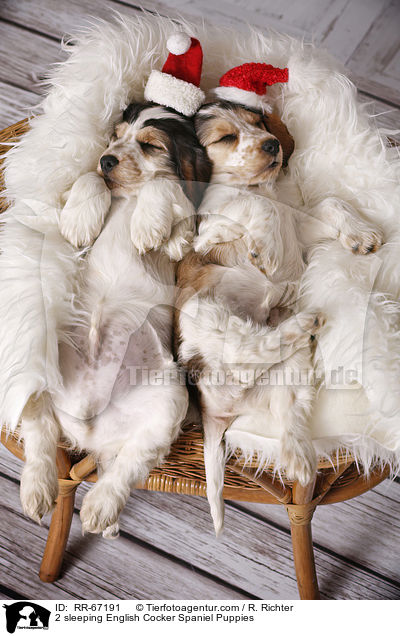 2 schlafende English Cocker Spaniel Welpen / 2 sleeping English Cocker Spaniel Puppies / RR-67191