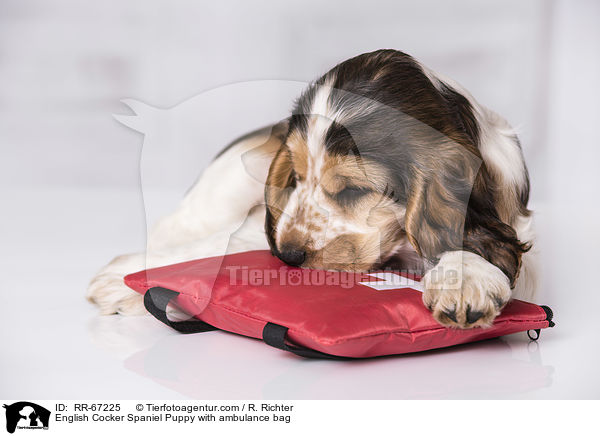 English Cocker Spaniel Welpe mit Notfall-Set / English Cocker Spaniel Puppy with ambulance bag / RR-67225