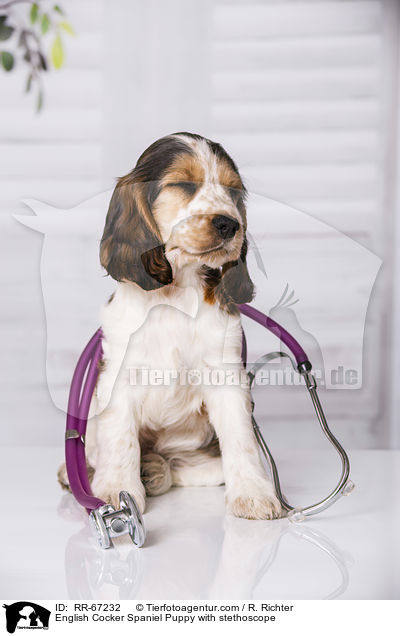English Cocker Spaniel Welpe mit Stethoskop / English Cocker Spaniel Puppy with stethoscope / RR-67232