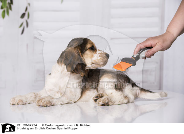 English Cocker Spaniel Welpe wird gebrstet / brushing an English Cocker Spaniel Puppy / RR-67234
