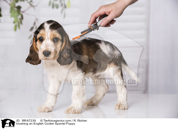 English Cocker Spaniel Welpe wird gebrstet / brushing an English Cocker Spaniel Puppy / RR-67239