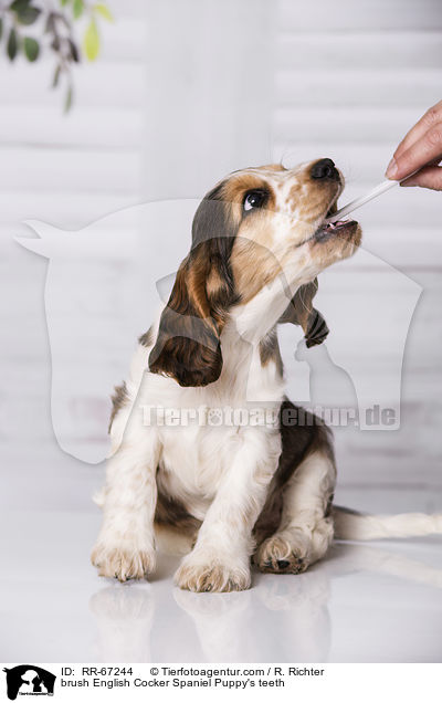 Zhne putzen beim English Cocker Spaniel Welpen / brush English Cocker Spaniel Puppy's teeth / RR-67244