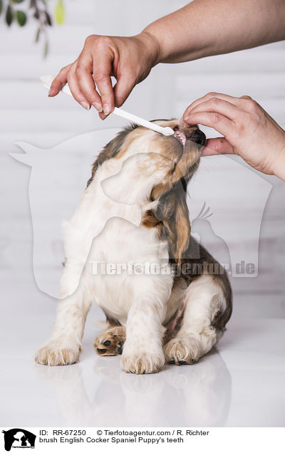 Zhne putzen beim English Cocker Spaniel Welpen / brush English Cocker Spaniel Puppy's teeth / RR-67250
