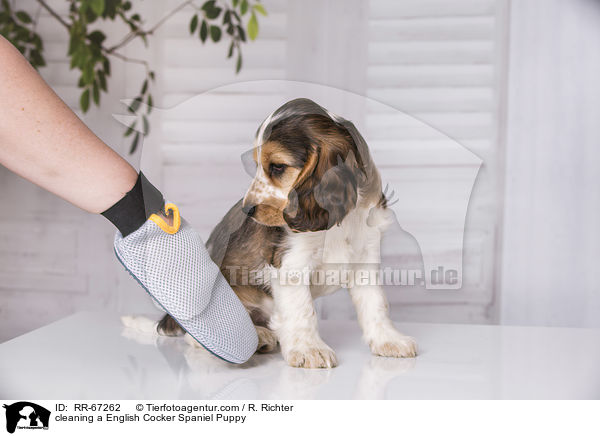 English Cocker Spaniel Welpe wird gebrstet / cleaning a English Cocker Spaniel Puppy / RR-67262