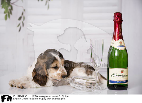 English Cocker Spaniel Welpe mit Sekt / English Cocker Spaniel Puppy with champagne / RR-67301