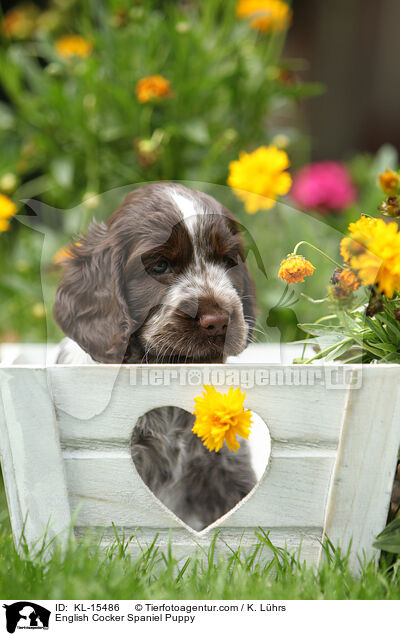 English Cocker Spaniel Welpe / English Cocker Spaniel Puppy / KL-15486