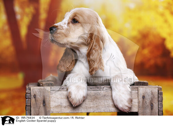 English Cocker Spaniel Welpe / English Cocker Spaniel puppy / RR-76834