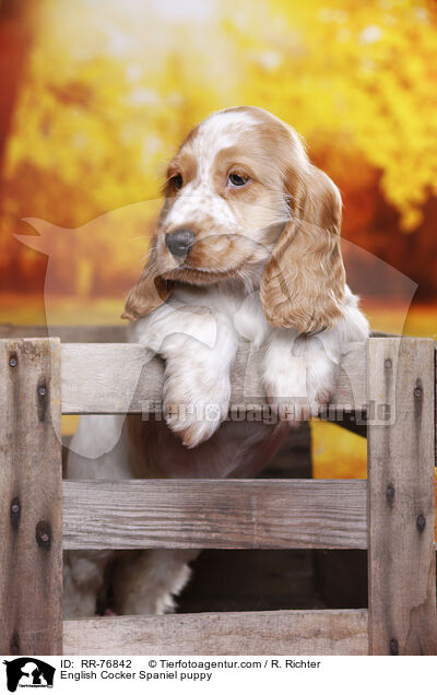 English Cocker Spaniel Welpe / English Cocker Spaniel puppy / RR-76842