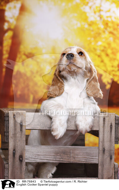 English Cocker Spaniel Welpe / English Cocker Spaniel puppy / RR-76843