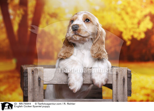 English Cocker Spaniel Welpe / English Cocker Spaniel puppy / RR-76844