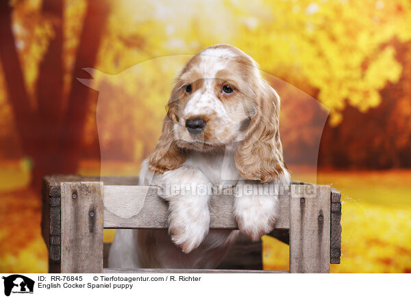 English Cocker Spaniel Welpe / English Cocker Spaniel puppy / RR-76845