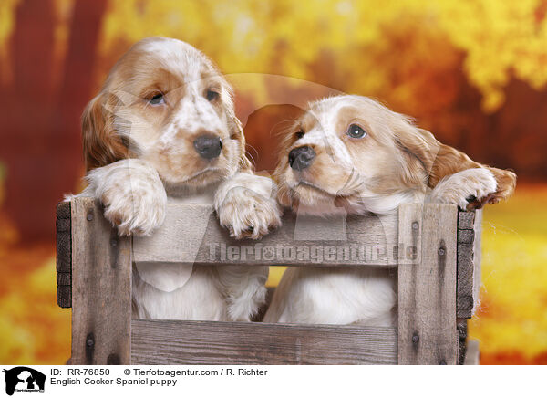 English Cocker Spaniel Welpe / English Cocker Spaniel puppy / RR-76850