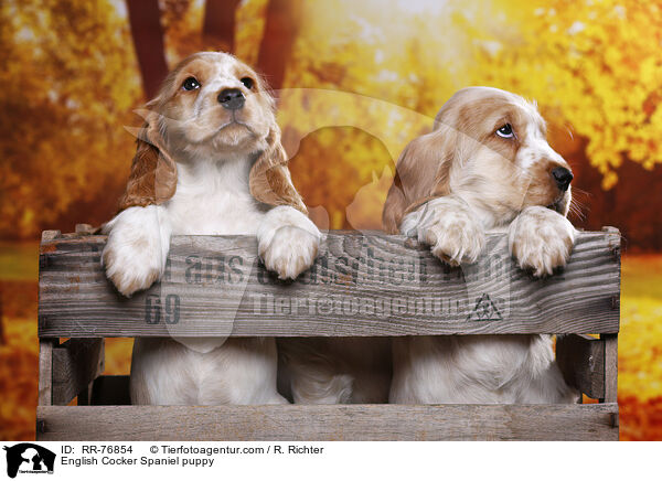 English Cocker Spaniel Welpe / English Cocker Spaniel puppy / RR-76854