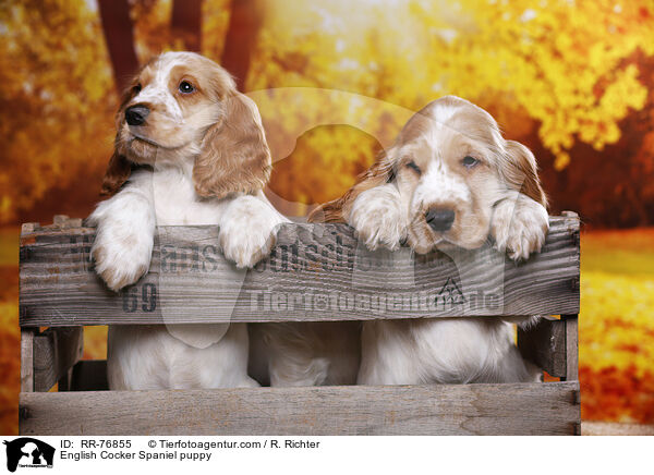 English Cocker Spaniel Welpe / English Cocker Spaniel puppy / RR-76855