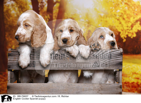 English Cocker Spaniel Welpe / English Cocker Spaniel puppy / RR-76857