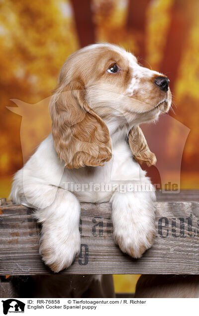 English Cocker Spaniel Welpe / English Cocker Spaniel puppy / RR-76858