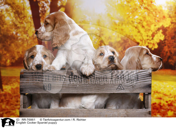 English Cocker Spaniel Welpe / English Cocker Spaniel puppy / RR-76861