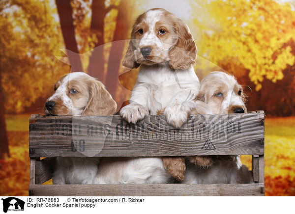 English Cocker Spaniel Welpe / English Cocker Spaniel puppy / RR-76863