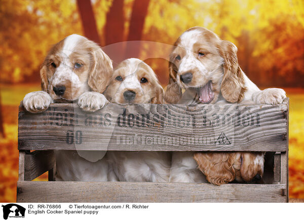 English Cocker Spaniel Welpe / English Cocker Spaniel puppy / RR-76866