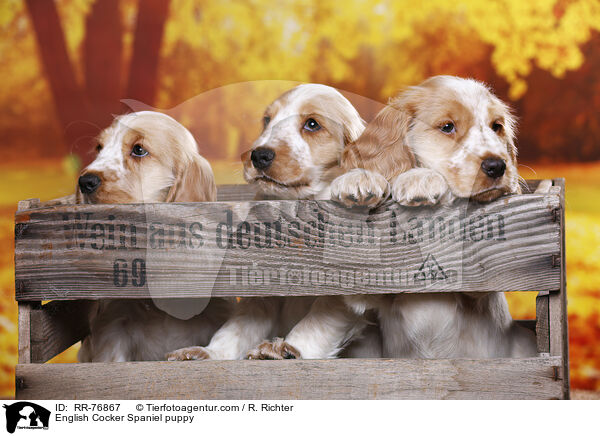 English Cocker Spaniel Welpe / English Cocker Spaniel puppy / RR-76867