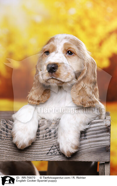 English Cocker Spaniel Welpe / English Cocker Spaniel puppy / RR-76870