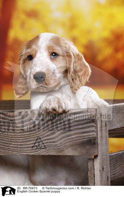 English Cocker Spaniel Welpe / English Cocker Spaniel puppy / RR-76873