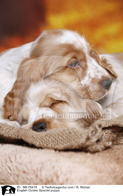 English Cocker Spaniel Welpe / English Cocker Spaniel puppy / RR-76916