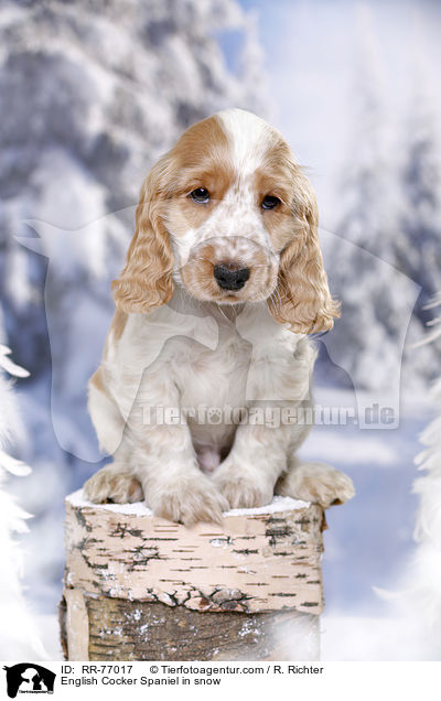 English Cocker Spaniel Welpe im Schnee / English Cocker Spaniel in snow / RR-77017