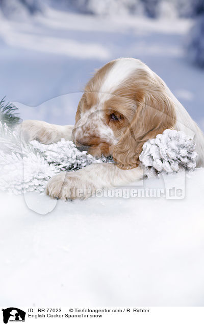 English Cocker Spaniel Welpe im Schnee / English Cocker Spaniel in snow / RR-77023
