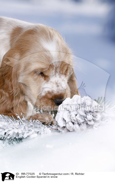 English Cocker Spaniel Welpe im Schnee / English Cocker Spaniel in snow / RR-77025