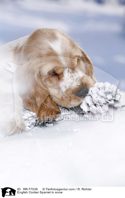 English Cocker Spaniel Welpe im Schnee / English Cocker Spaniel in snow / RR-77036