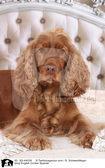 liegender English Cocker Spaniel / lying English Cocker Spaniel / SS-44039