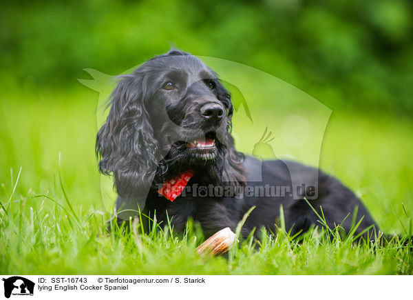liegender English Cocker Spaniel / lying English Cocker Spaniel / SST-16743