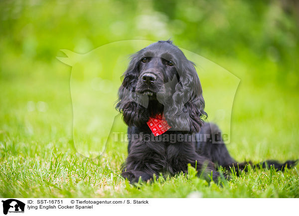 liegender English Cocker Spaniel / lying English Cocker Spaniel / SST-16751