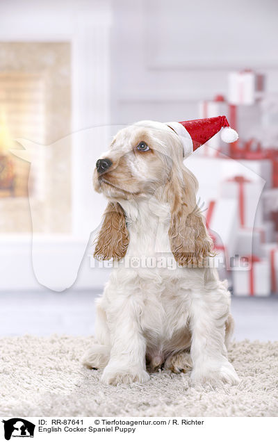 English Cocker Spaniel Welpe / English Cocker Spaniel Puppy / RR-87641