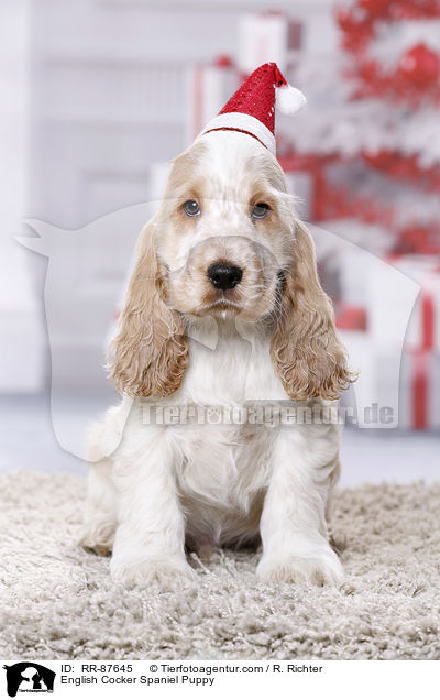 English Cocker Spaniel Welpe / English Cocker Spaniel Puppy / RR-87645