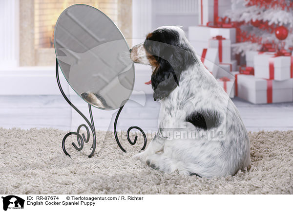 English Cocker Spaniel Welpe / English Cocker Spaniel Puppy / RR-87674