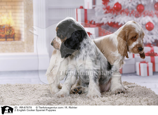 2 English Cocker Spaniel Welpen / 2 English Cocker Spaniel Puppies / RR-87678