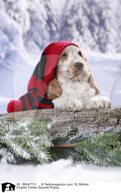 English Cocker Spaniel Welpe / English Cocker Spaniel Puppy / RR-87731
