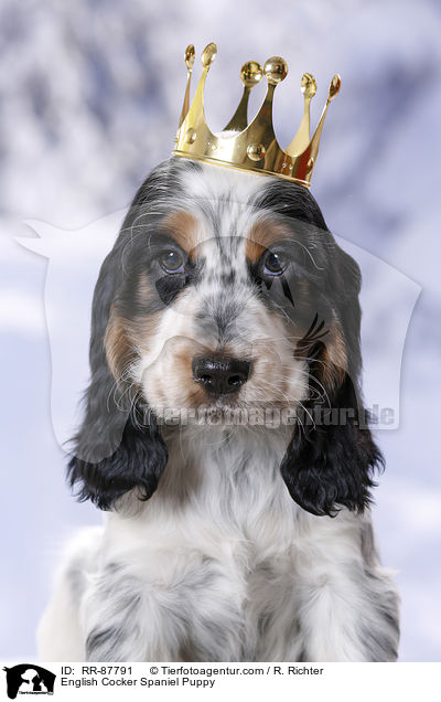 English Cocker Spaniel Welpe / English Cocker Spaniel Puppy / RR-87791