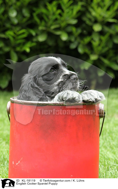 English Cocker Spaniel Welpe / English Cocker Spaniel Puppy / KL-18119